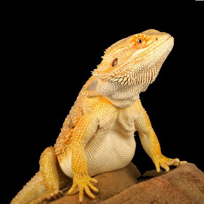 #TáPublicado [EP07] :: Gordura no fígado de Pogonas