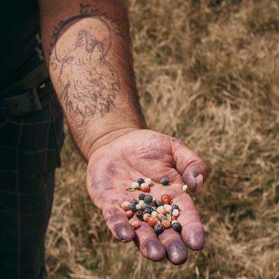 Blaubeerernte in den Karpaten | Rumänien II.