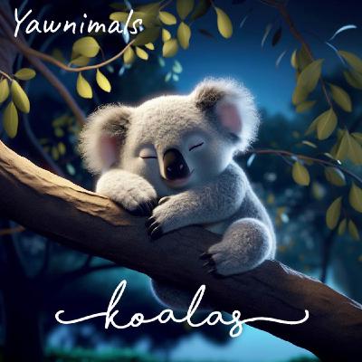 Koalas 🐨