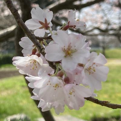 #42 サクラが彩る甘い春。花と実と葉が綴る命のグラデーション【草とか石とかのラジオ】