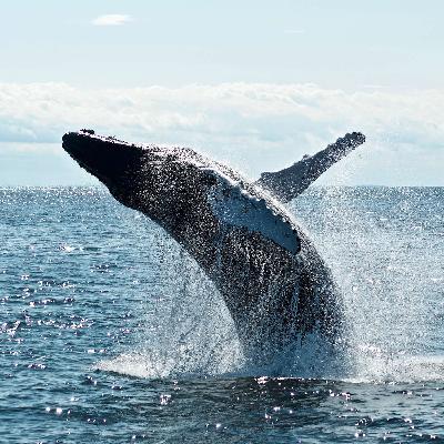 #36 - Whaling