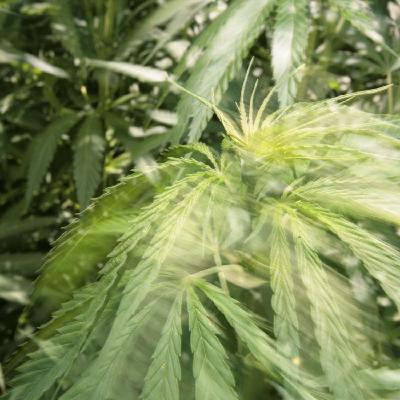 Flora non grata – Prohibition, Rassismus und das Triumvirat des Bösen. Der Krieg gegen Cannabis beginnt