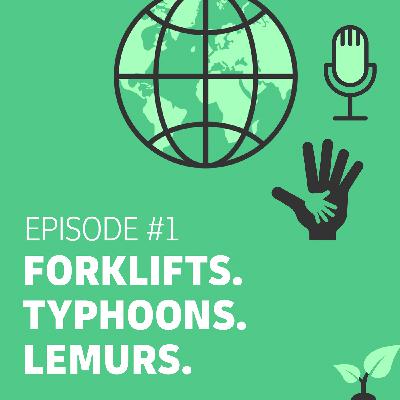 Forklifts. Typhoons. Lemurs.