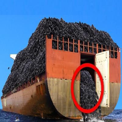 They Dumped 2 Million Tires Into The Ocean. Fifty Years Later You Won’t Believe the Results!