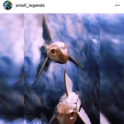 SBN Episode - @small_legends