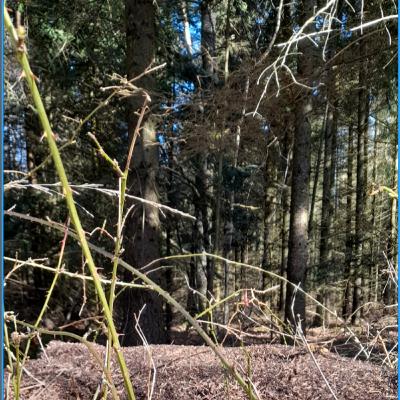 kennet andersen podcast nr 1 vejen sanheden og livet dansk 11 dec 2023 nr 1025 kennet andersen podcast nr 1 vejen sanheden og livet dansk 11 dec 2023 nr 1025