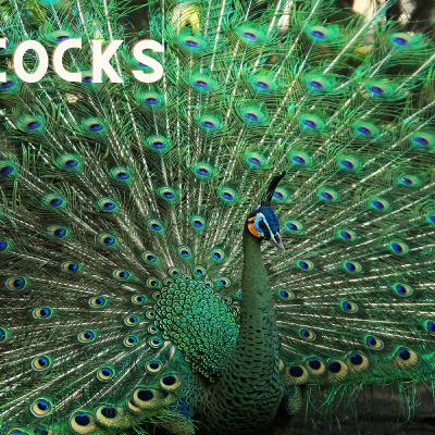 In the Company of Royalty: A Guide to Breeding and Living with Peacocks