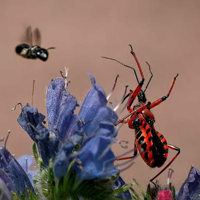 Rhynocoris, an assassin with a multitool Rhynocoris, an assassin with a multitool