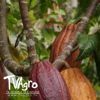 Como identificar los clones de cacao y su nivel productivo - TvAgro por Juan Gonzalo Angel Como identificar los clones de cacao y su nivel productivo - TvAgro por Juan Gonzalo Angel