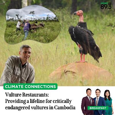 Climate Connections: Vulture Restaurants - Providing a lifeline for critically endangered vultures in Cambodia