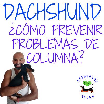 DACHSHUND- CÓMO PREVENIR PROBLEMAS DE COLUMNA
