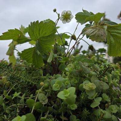 Meterse en un jardín | Los otros habitantes de un jardín: aves, insectos, babosas...