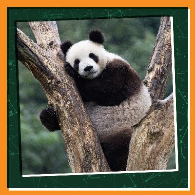 A Panda and Her Friend