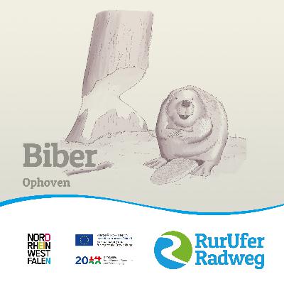 #18 Biber in Ophoven