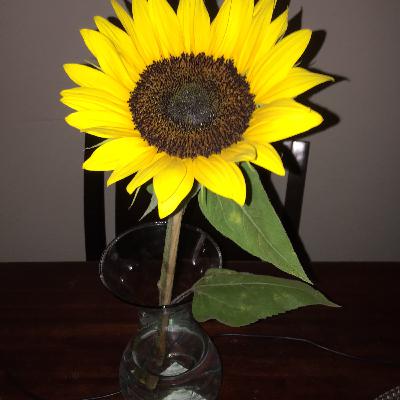 Te voy a comer a besos