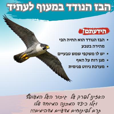 הבז הנודד במעוף לעתיד