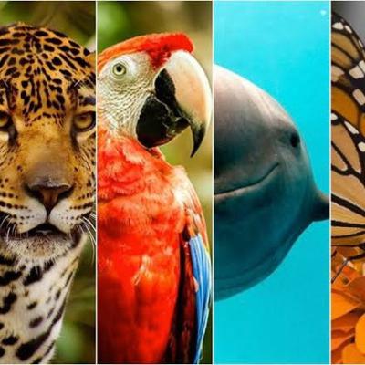 Animales en peligro de extinción