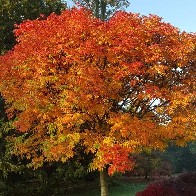Sorbus with Chris Parsons