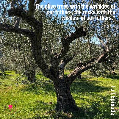 "The olive trees with the wrinkles of our fathers, the rocks with the wisdom of our fathers." _by George Seferis