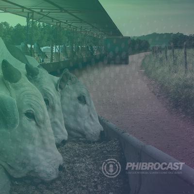 PhibroCast - Episódio 15: A Importância da hora certa no confinamento para maximizar o desempenho animal