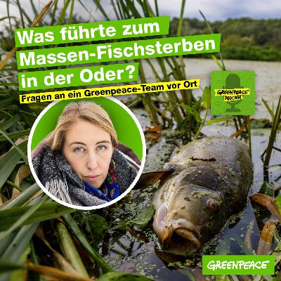 Was führte zum Massen-Fischsterben in der Oder? Was führte zum Massen-Fischsterben in der Oder?