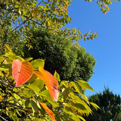 今朝はニャンだか猫トーク【朝さんぽ10分】