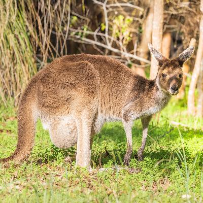 ep.474 オーストラリア最終日!ついに、袋の大きなカンガルーに出会う ep.474 オーストラリア最終日!ついに、袋の大きなカンガルーに出会う