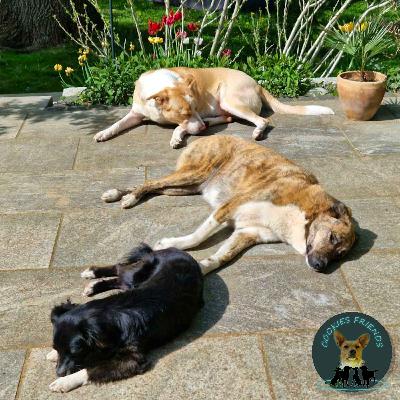 CF 28 - Jeannette mit Mimmo, Fiona und Lizzy