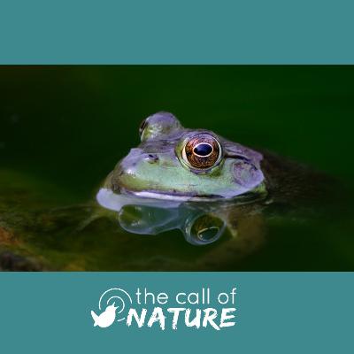 Episode 5 "Garden Web Developers and Late Night Dogfights"