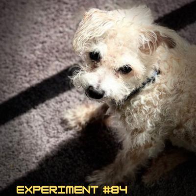 84. I still miss my dog