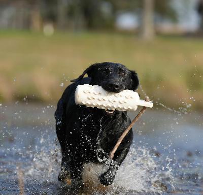 E 256. The Art of the Exceptional Duck Dog with Freddy King