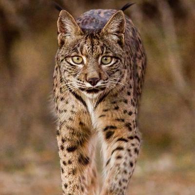 WILD - PODCAST ANIMALIERS # 155 - LE LYNX PARDELLE
