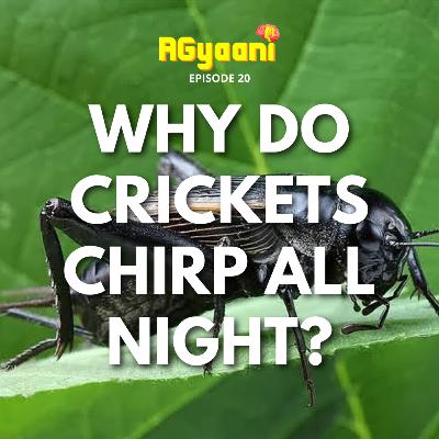 Why do Crickets Chrip all Night? Why do Crickets Chrip all Night?