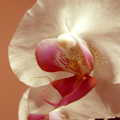 Orchids