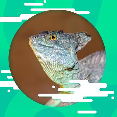 Der Basilisk von Torgau
