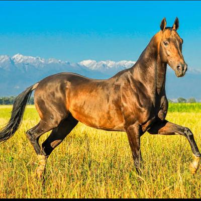 Sweat-blood horse wars and its implications