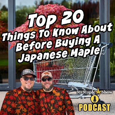 Top 20 Things To Know Before Buying A Japanese Maple | MrMaple Show Podcast