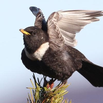 Nature On One: The Ring Ouzel