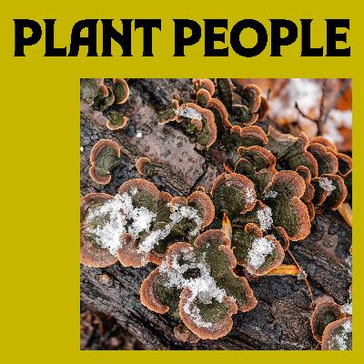 Turkey Tail Fungi with Eugenia Bone