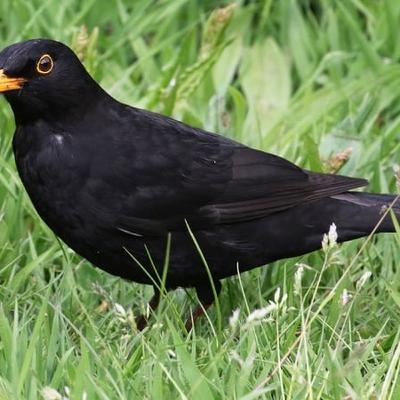 Track the birds in your back garden Track the birds in your back garden