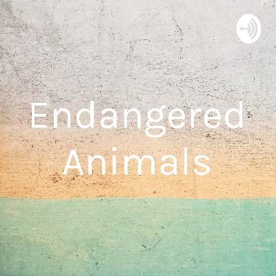 Endangered Animals Podcast