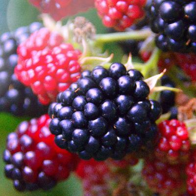 Observing Spiritual Times 2: Fruit Observing Spiritual Times 2: Fruit