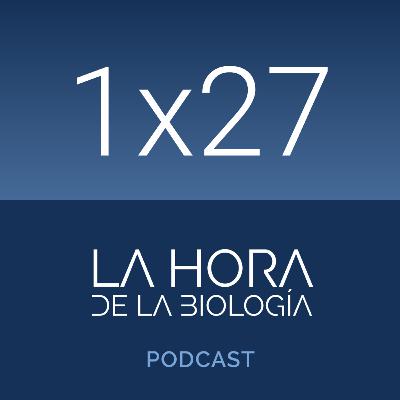 1x27: Alcachofa y cáncer