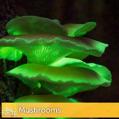 Fun Facts About Mushrooms Fun Facts About Mushrooms