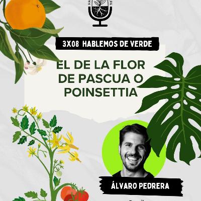 El de la Flor de Pascua o Poinsettia con @ypikue | 3x08 | Hablemos de verde