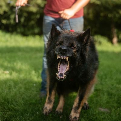 Training Tidbit Friday: 5 Things That Make Reactivity Worse (Without You Realizing)