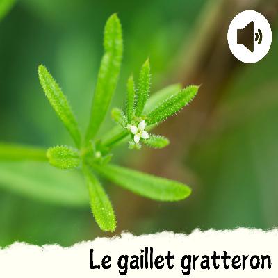 Le gaillet gratteron Le gaillet gratteron