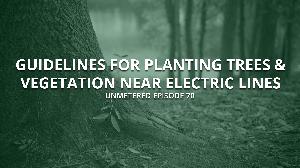 "How to Plant Trees & Vegetation Near Electric Lines" - unMetered 70