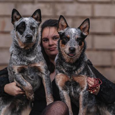 55.Le Bouvier Australien : Clémence, passionnée, nous raconte la race 55.Le Bouvier Australien : Clémence, passionnée, nous raconte la race