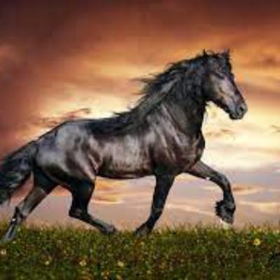 El caballo Amaestrado